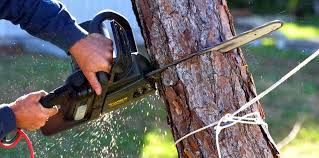 Best Tree Trimming and Pruning  in Gateway, AK